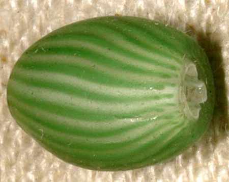 Exhibit Bead